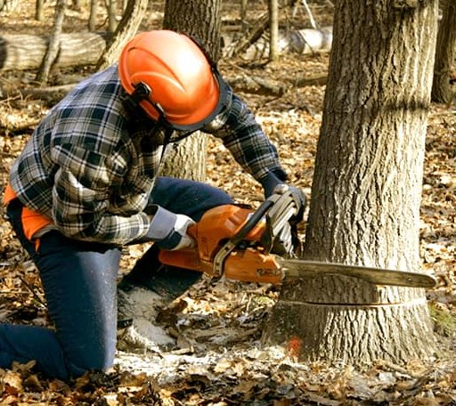 Tree Removal in Green Camp, OH